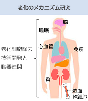 老化のメカニズム研究